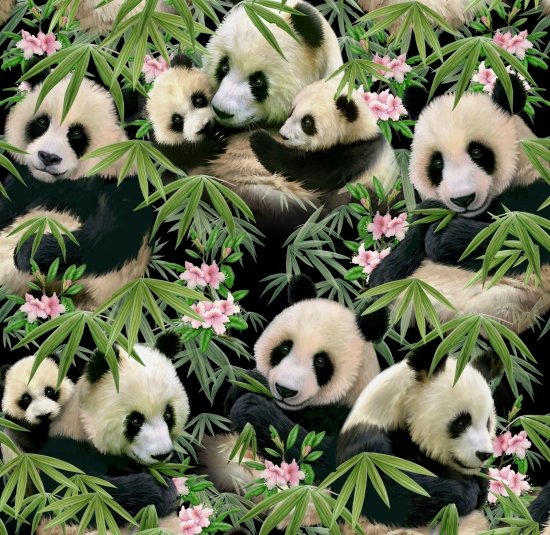 45" Wide Elizabeth Studios Pandas Allover Black Background (1230 Black) 100% Cotton
