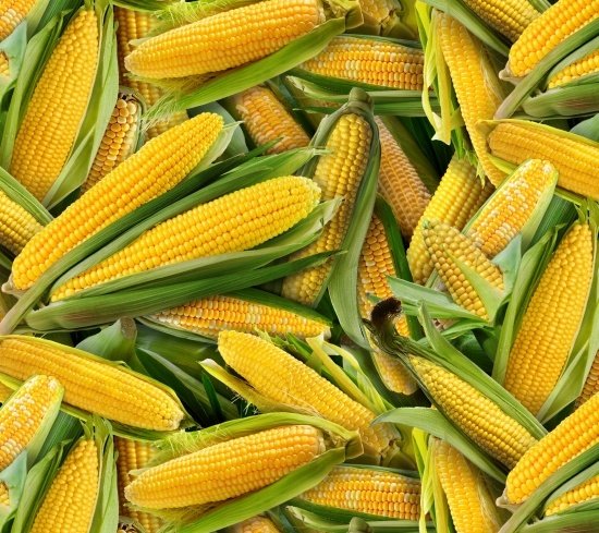 45" Wide Food Festival Yellow Corn on the cob (435YELLOW) 100% Cotton, Sold By The Yard