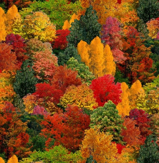 45" Wide Elizabeth's Studio Landscape Medley Autumn Trees 309MULTI 100% Cotton Sold By The Yard