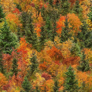 45" Wide Autumn Mist Forest Fall CD4207 100% Cotton Sold By The Yard